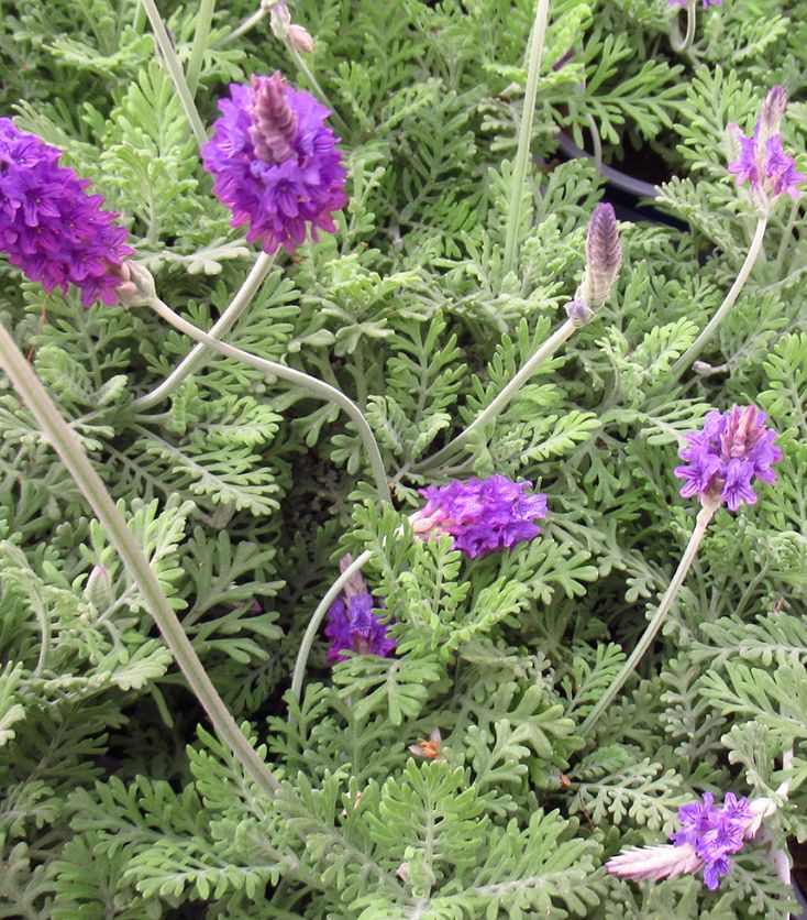 Lavender &#39;Laceleaf&#39; - 3gal