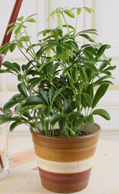 Schefflera arboricola 'Gold Capella' (Dwarf Umbrella Tree) - 8"