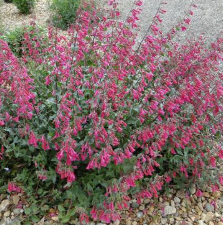 Penstemon pseudospectabilis - 4" (Desert Beardtongue)