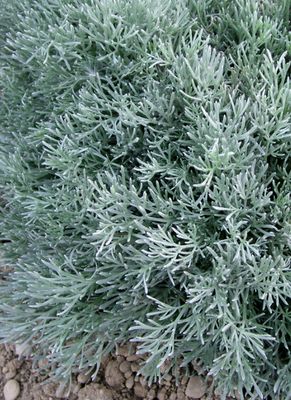 Artemisia pycnocephala 'David's Choice' (Sagebrush) - 1g
