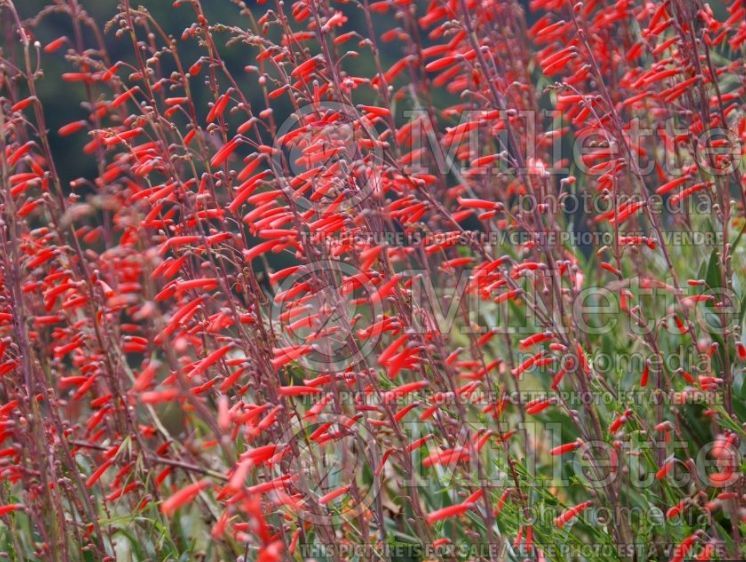 Penstemon centranthifolius - 1 gal