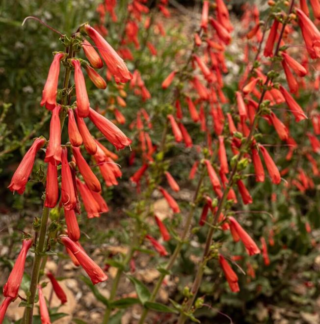 Penstemon eatonii - 4" (Firecracker Penstemon)