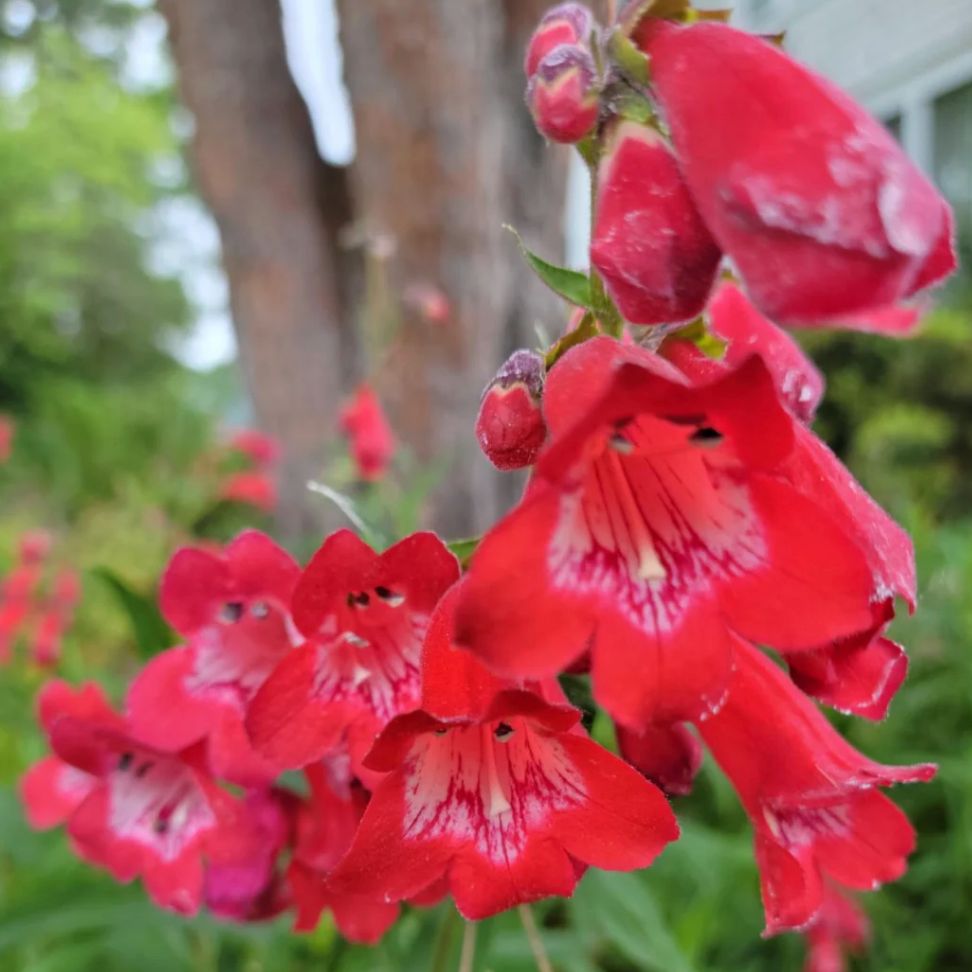 Penstemon 'Red Trumpet'- 1 gal