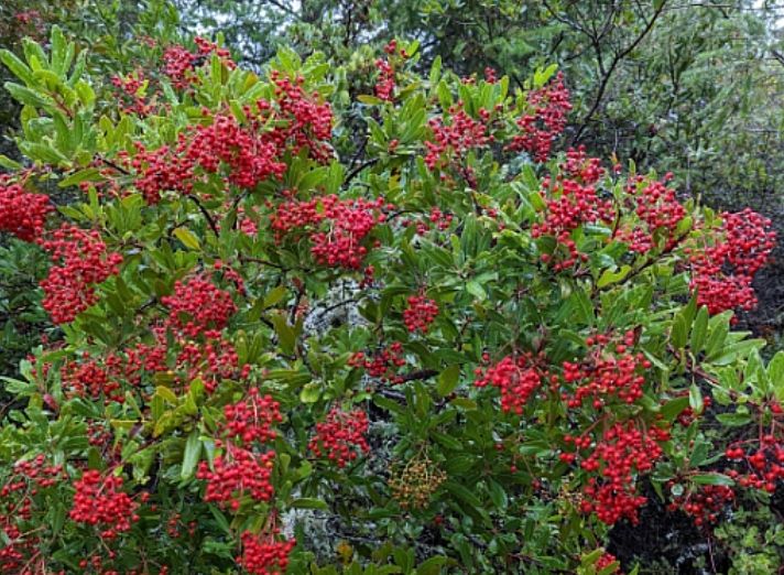 Heteromeles arbutifolia (Toyon) - 5g