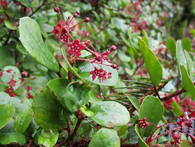 Ribes viburnifolium (Catalina Currant) - 1g