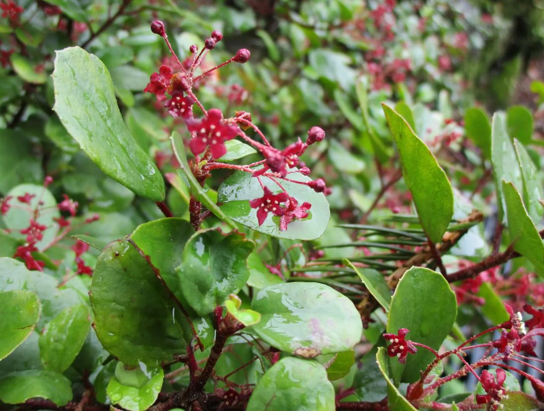 Ribes viburnifolium (Catalina Currant) - 4"