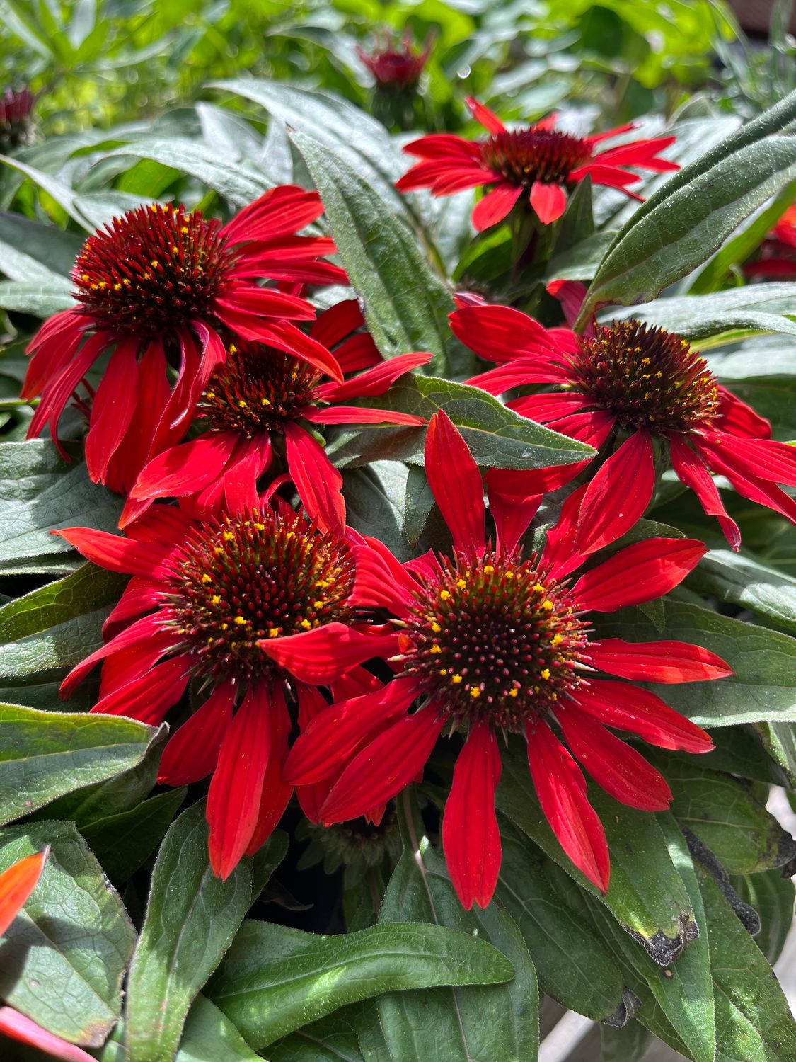 Echinacea &quot;Sombrero Sangrita&quot; - 1 gal
