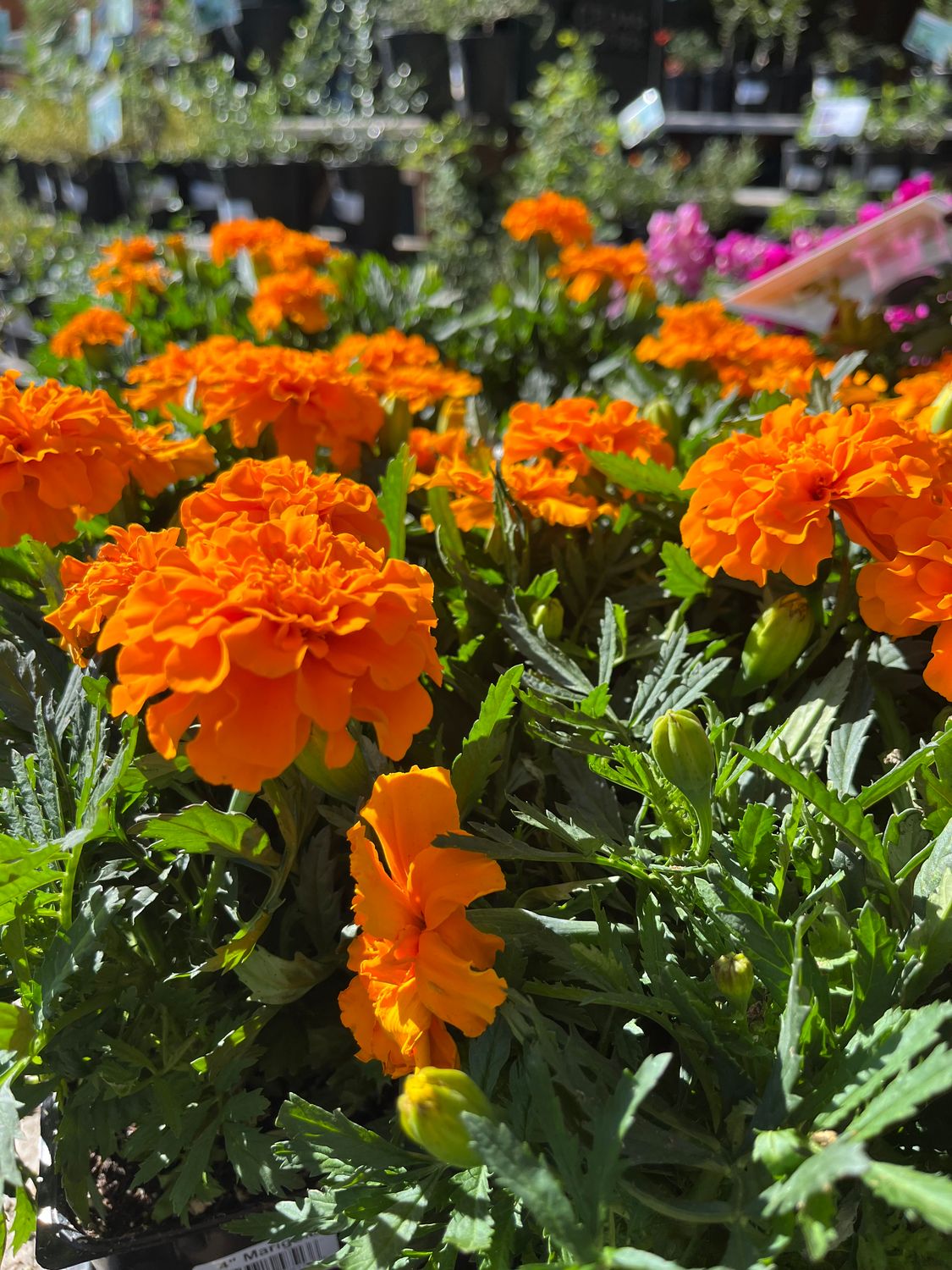 Marigold 'Durango Orange' - 4"