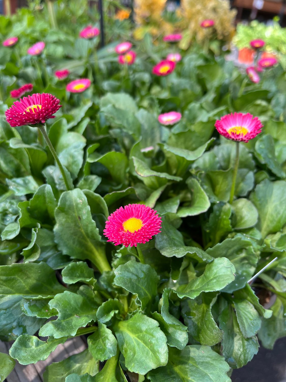 Bellis 'Speedstar Plus Red' - 6pk