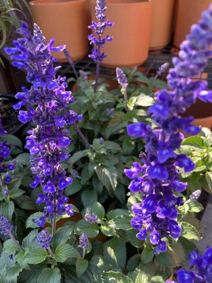 Salvia 'Mystic Spires Blue' - 1g