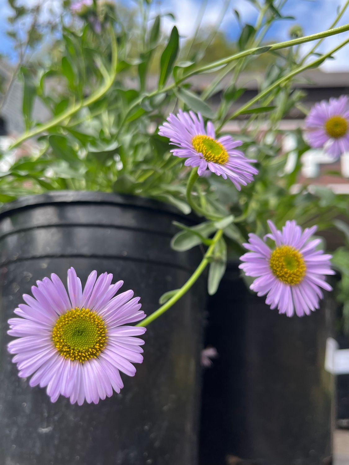 Erigeron glaucus 'WR' (Seaside Daisy) - 1g