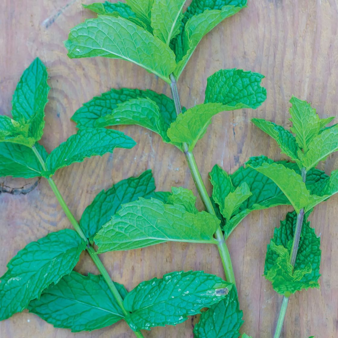 Mint 'Mojito' - 4" (CG)