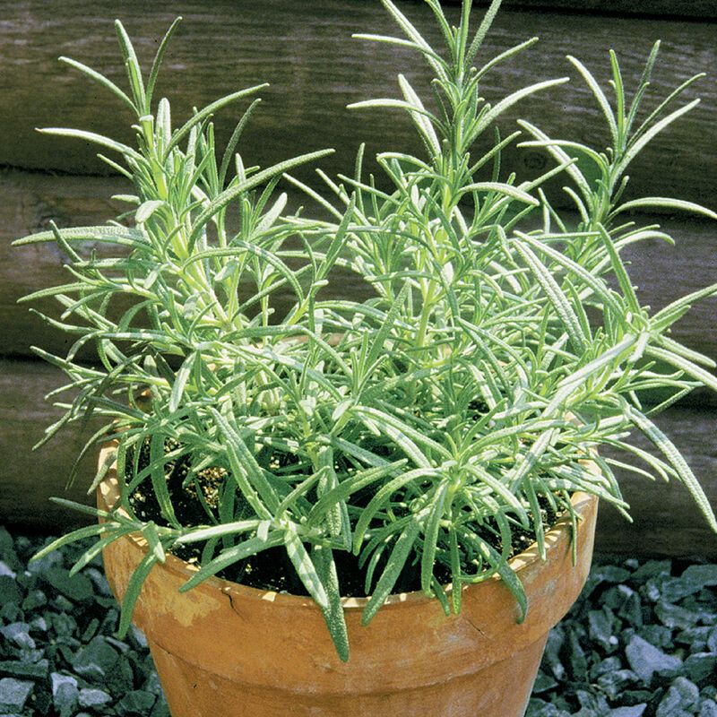 Rosemary 'BBQ' - 4" OG