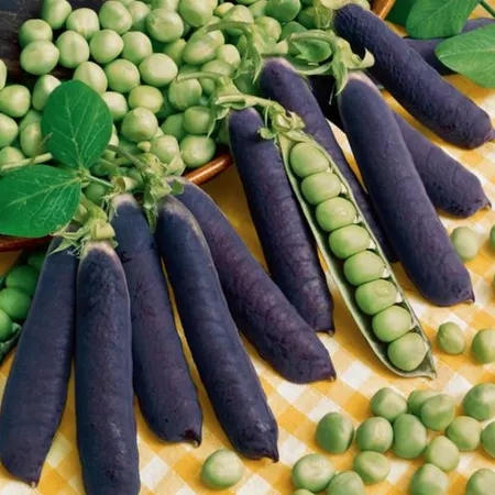 Vining Pea 'Blue Podded' OG - 4"