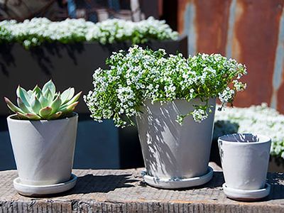 3" Lilac Pot &amp; Saucer - White Spot