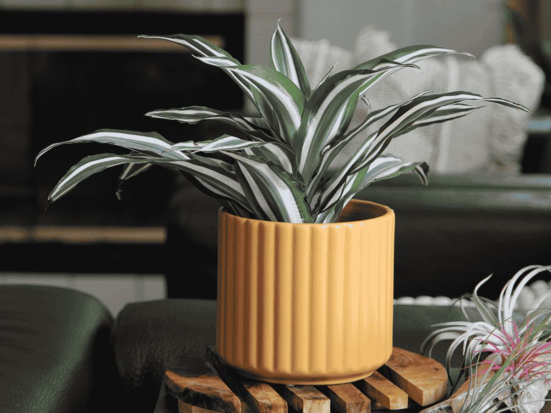 6.5" Brush Comb Planter - Mustard