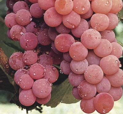 Grape 'Canadice Seedless' - 5g