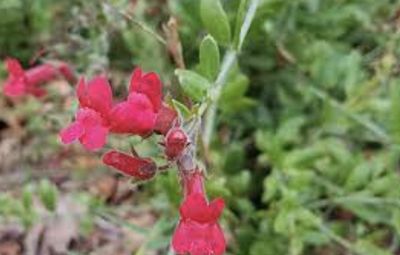 Galvezia speciosa (Island Snapdragon) - 1g