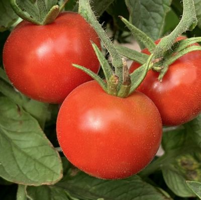 Stupice Tomato Seeds