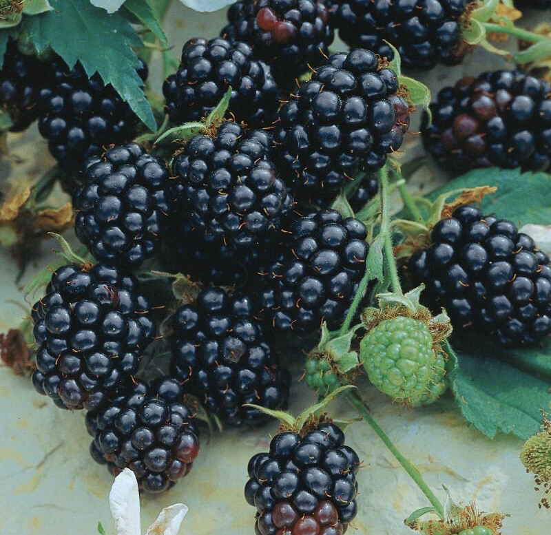 Blackberry 'Triple Crown' - 1 gal
