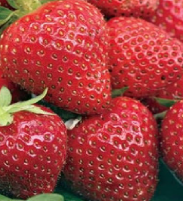 Strawberry 'Eversweet' -Jumbo 6pk