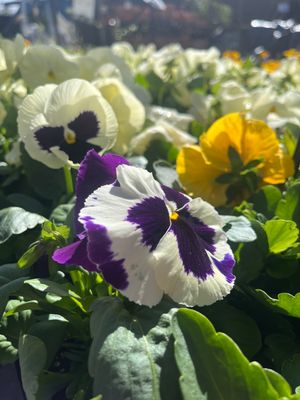 Pansy 'Majestic Giants II Blotch Mix' - 4"