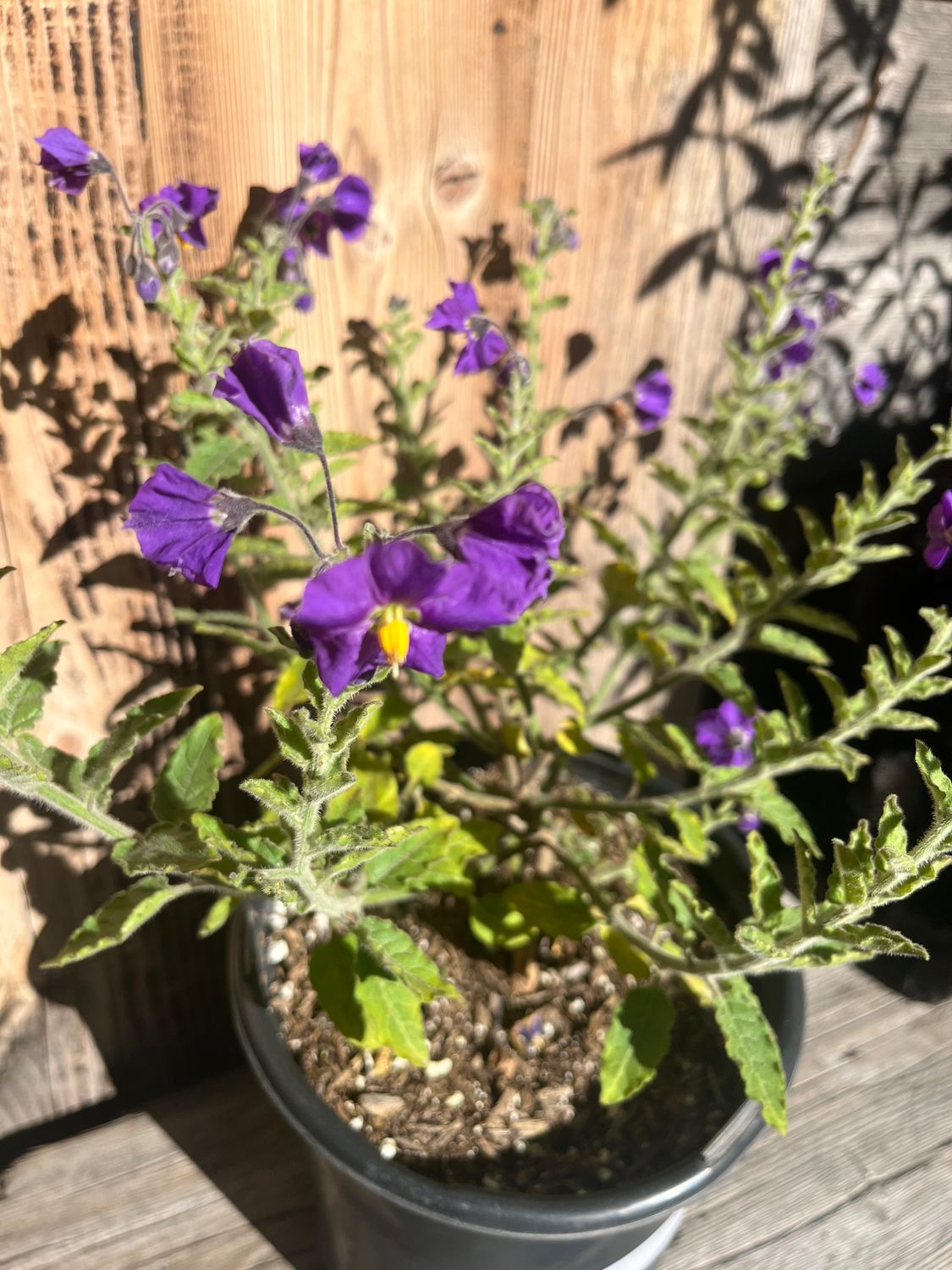 Solanum xantii 'Mountain Pride' - 1 gal