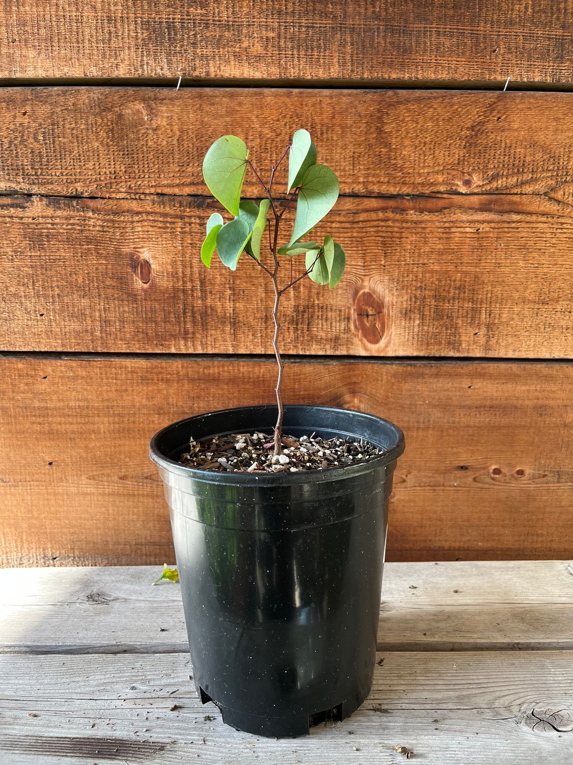 Cercis occidentalis - 1 gal (Western Redbud)