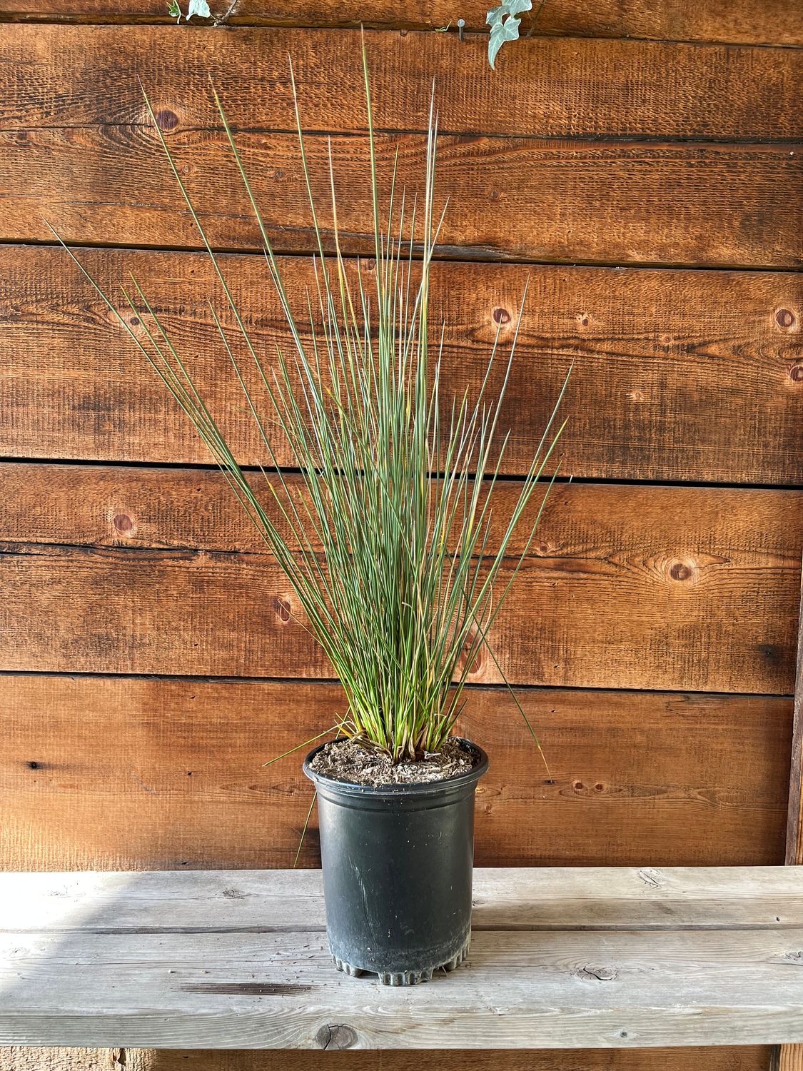 Juncus acutus - 1 gal (Spiny Rush)