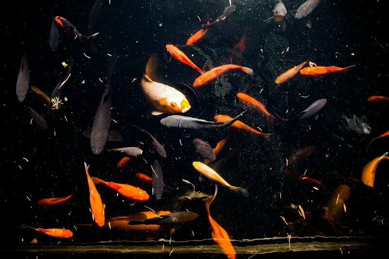 Koi Friends Koi Friends