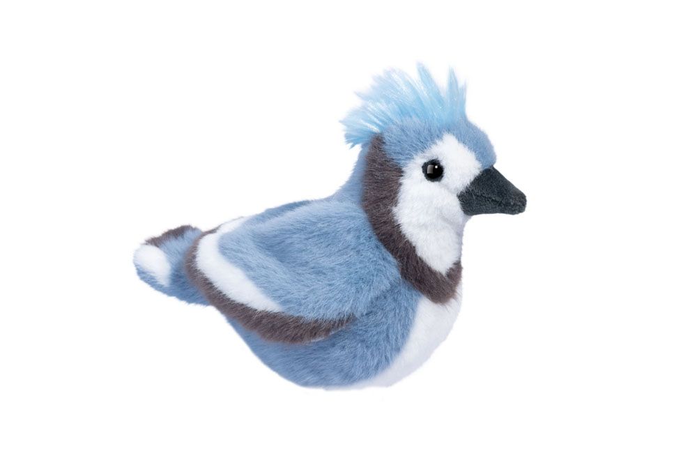 Denim Blue Jay