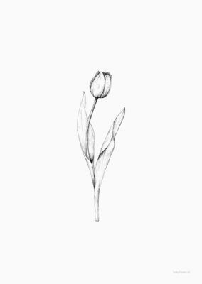 Inkylines | Tulip - A6 postcard with or without wooden frame