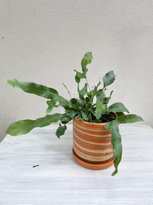 Colombian Boho | Terra Rustic Pot with Plant Phlebodium Areolatum - 10cm (plant included!)