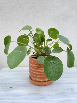 Colombian Boho | Terra Rustic Pot with Plant Pilea - 10cm (plant included!)