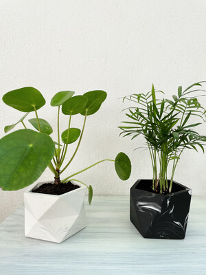 House Raccoon | White marble pot with Pilea Plant - 10cm (plant included!)