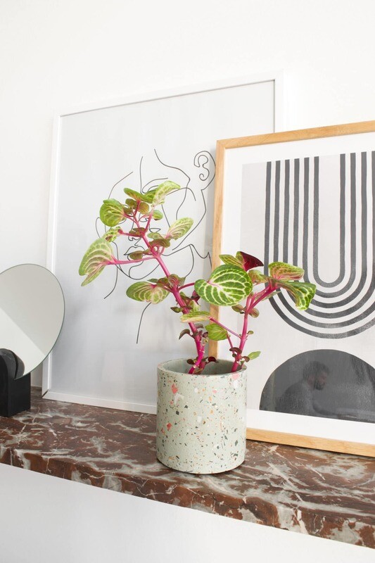 House Raccoon | Terrazzo DIY Planter 9cm - Olive Green (comes with a gift box)
