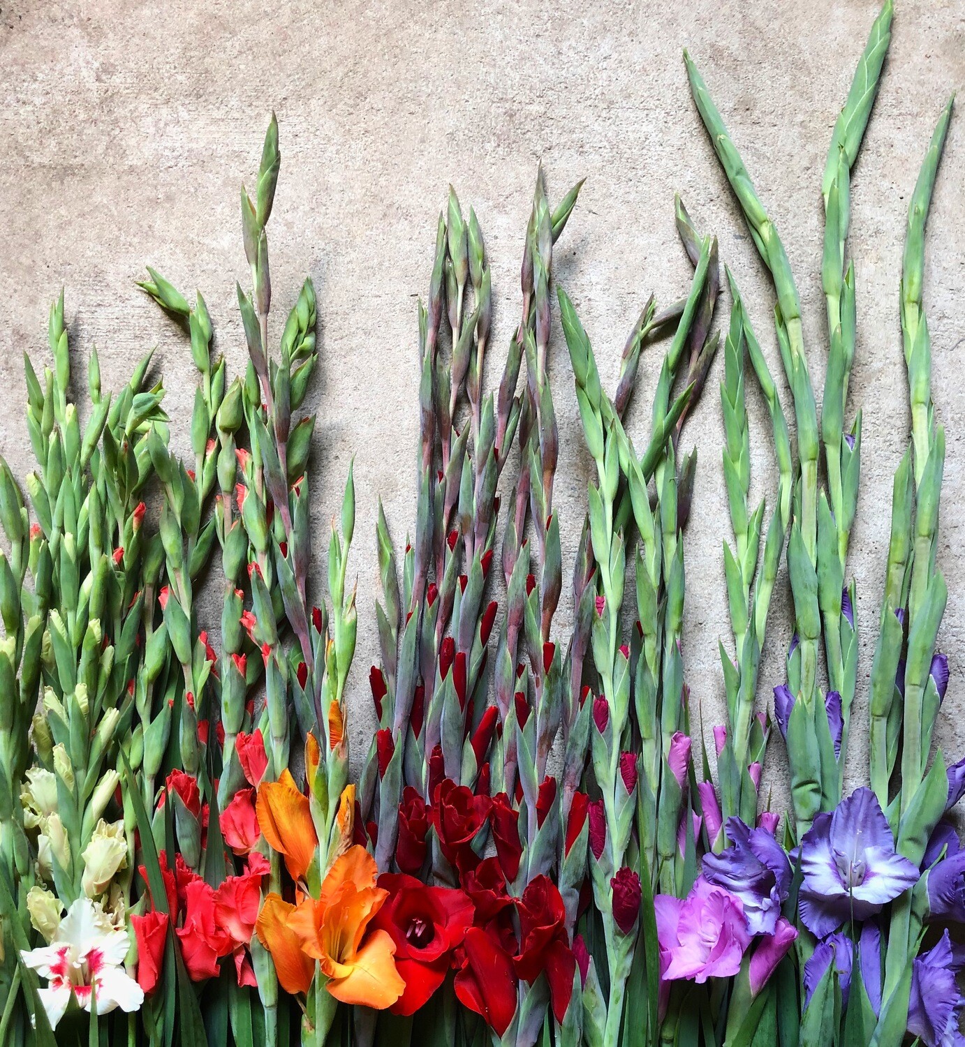 Gladiola Bulbs, bag of 10 size 1 Pastel Shade bulbs Gladiola Bulbs, bag of 10 size 1 Pastel Shade bulbs
