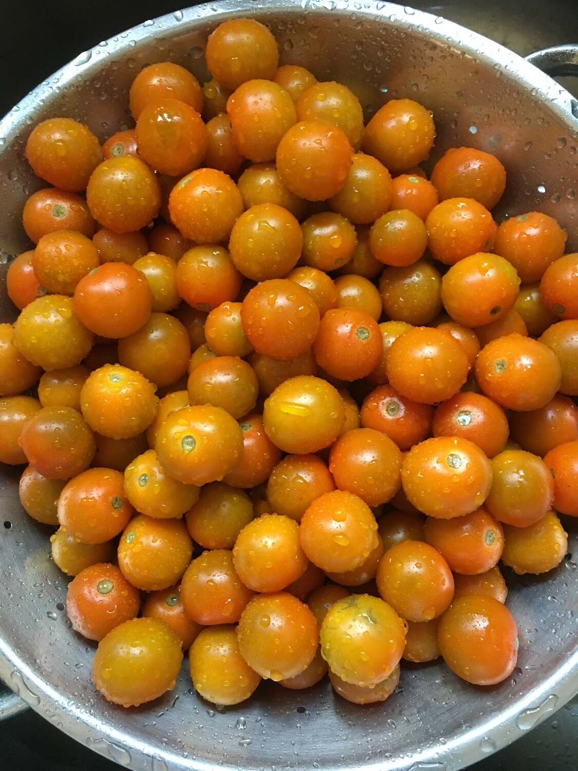 Sungold Tomato Plant 4" Eco Pot Sungold Tomato Plant 4" Eco Pot