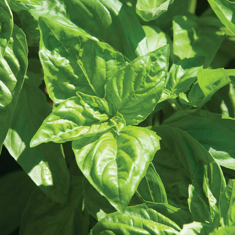 Italian Basil Plant, 2 1/2" Eco Pot Italian Basil Plant, 2 1/2" Eco Pot