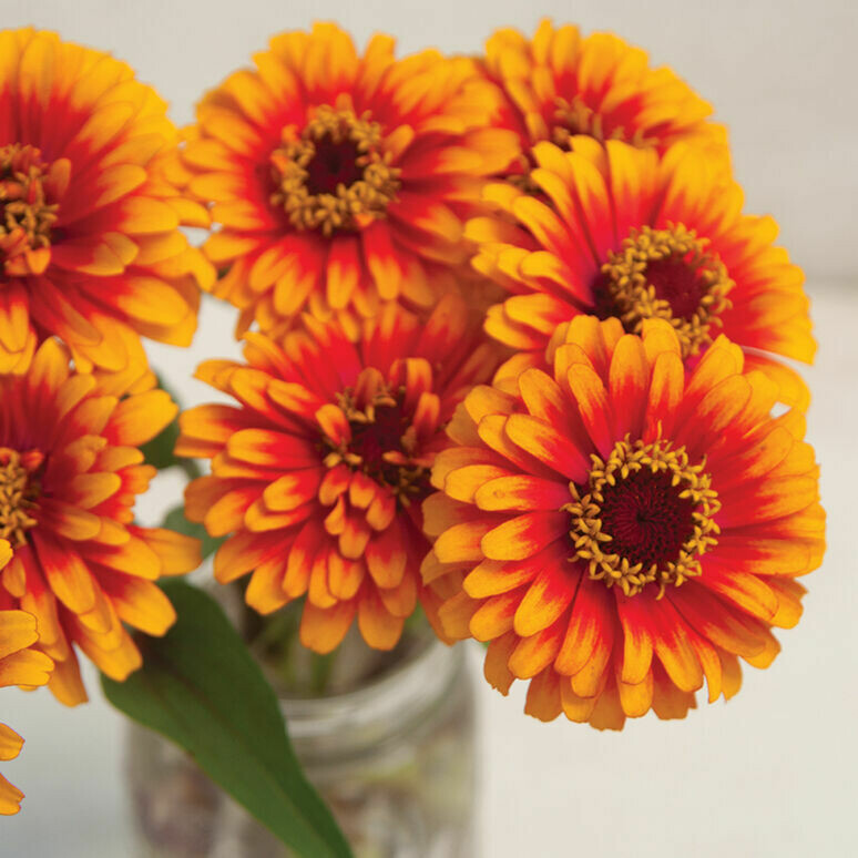 Zowie! Zinnia 2 1/3" Eco Pot Zowie! Zinnia 2 1/3" Eco Pot