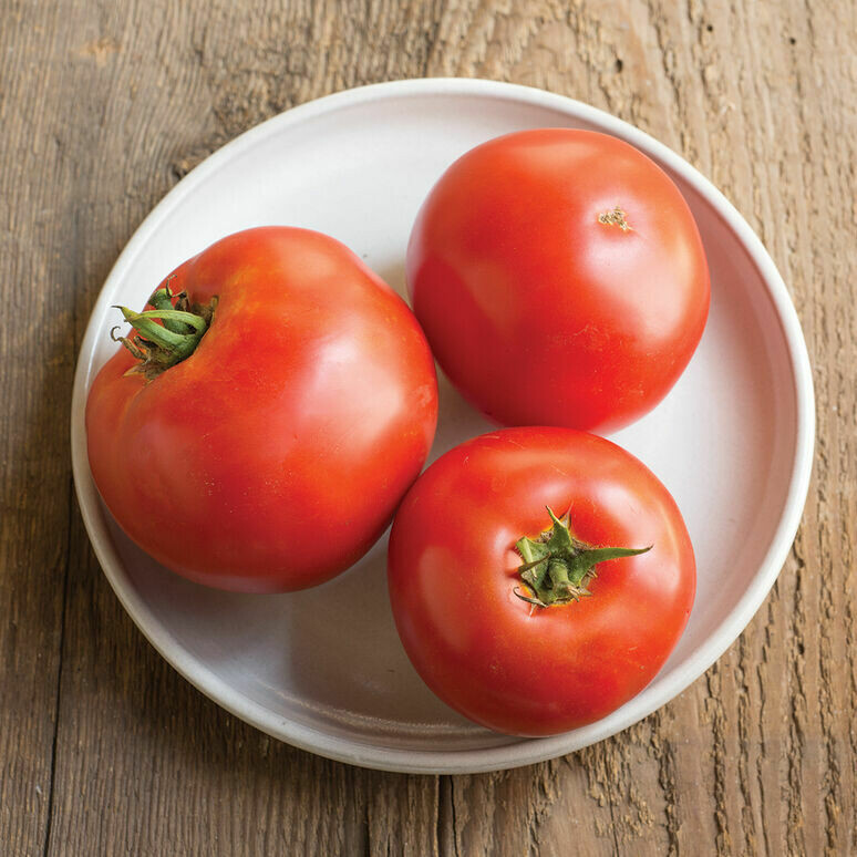 Big Beef Tomato Plant 4" Eco Pot Big Beef Tomato Plant 4" Eco Pot