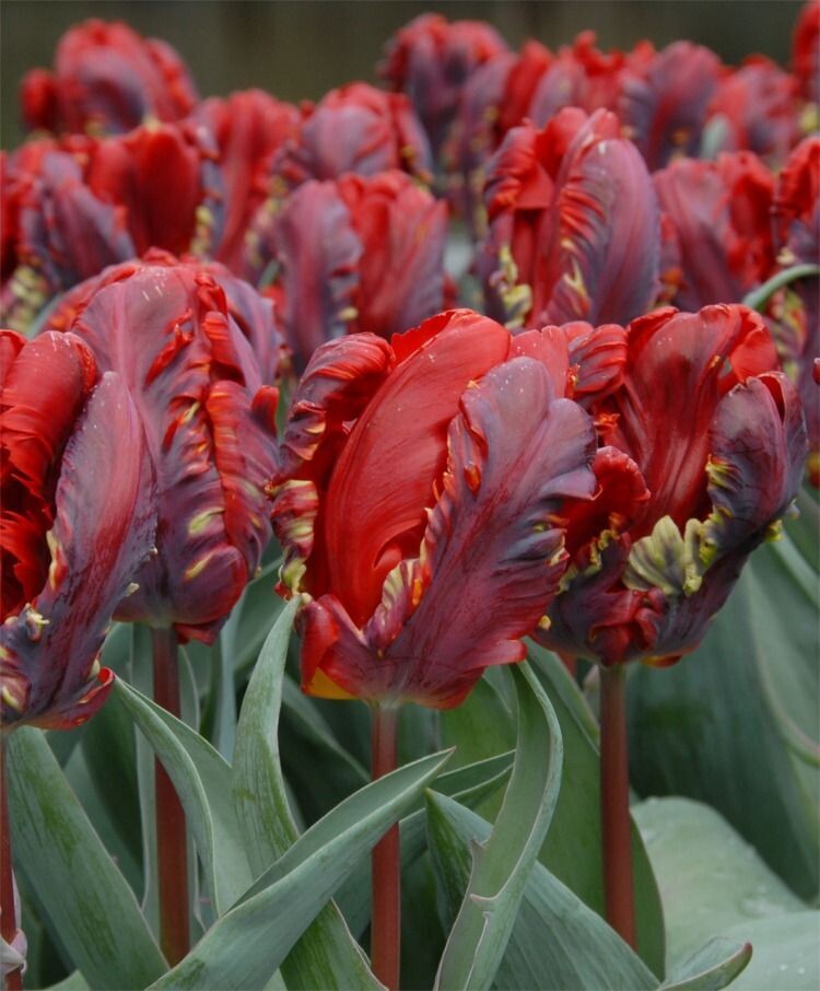 Parrot Tulip, Rococo 10 bulb pack