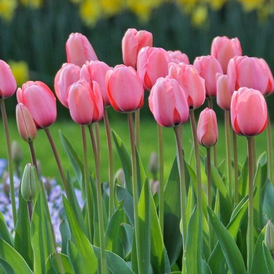Giant Darwin Hybrid Tulip, 'Pink Impression,' 20 bulbs