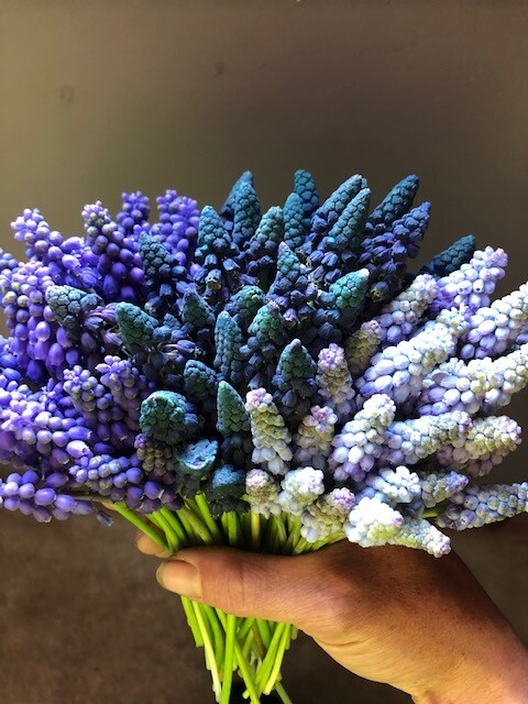 Muscari Mix, Grape Hyacinth, five colors, 30 bulbs
