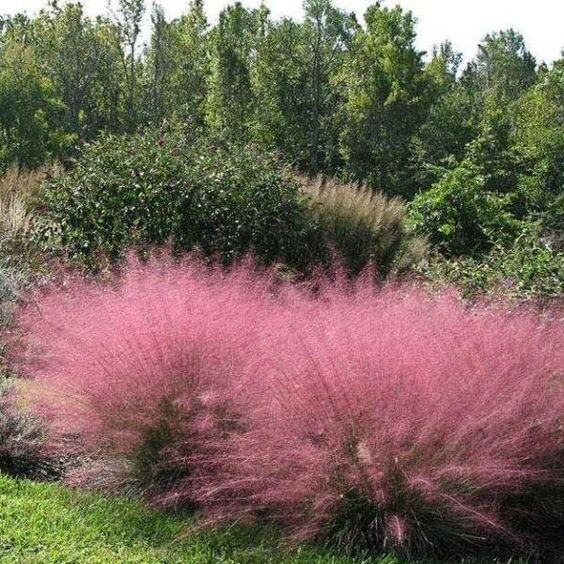 Pink Muhly Grass, native, Quart Pot