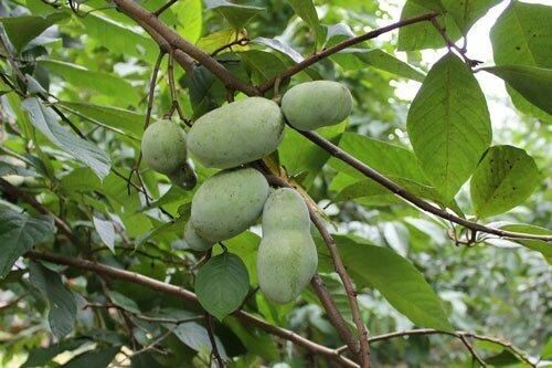 Paw Paw Tree, NATIVE, 1 gallon tree pot