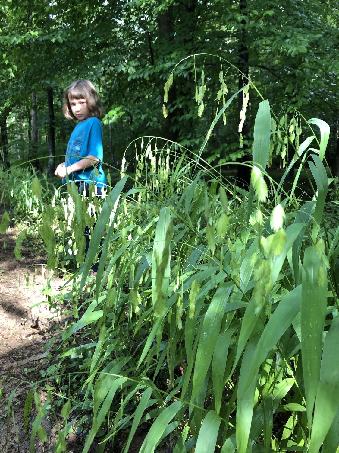 Northern Sea Oats, Chasmanthium Latifolium, NATIVE, perennial, 4" Square pot