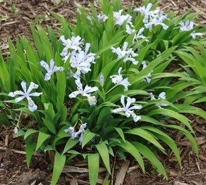 Iris Cristata, dwarf crested iris 'Powder Blue Giant', NATIVE, shade perennial, 4" Eco Pot