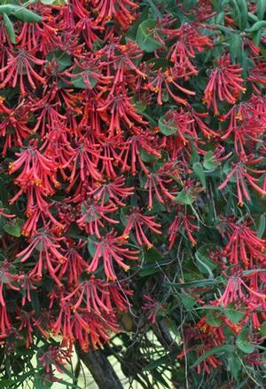 Lonicera, Honeysuckle Vine, 'Major Wheeler', NATIVE, perennial, Quart Pot