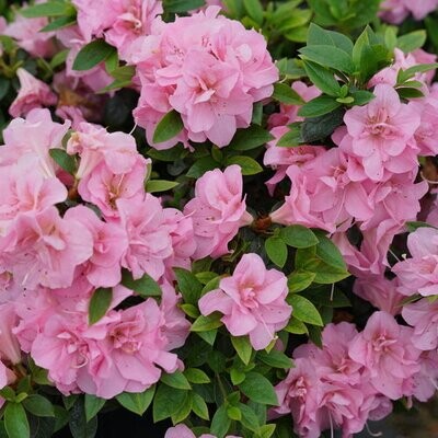 Azalea PERFECTO MUNDO® Double Pink, perennial, Proven Winner gallon pot
